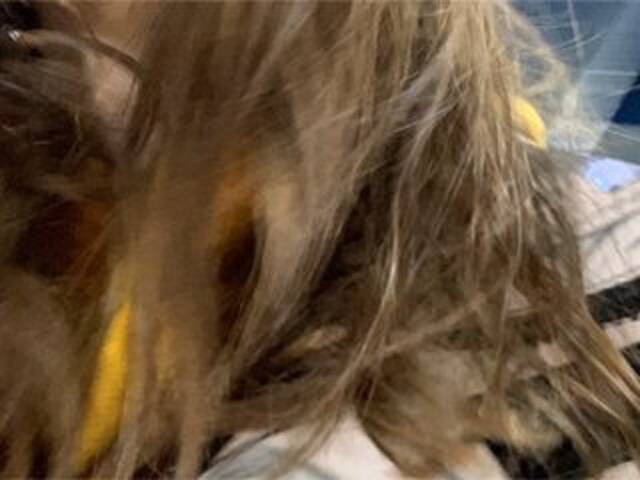 Емитовање снимка екрана Eliness