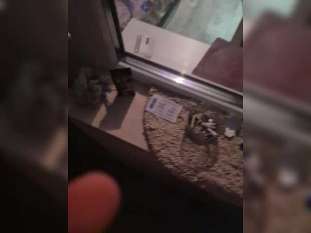 Емитовање снимка екрана PussyDevil